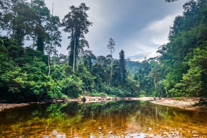 taman negara malesia (3)