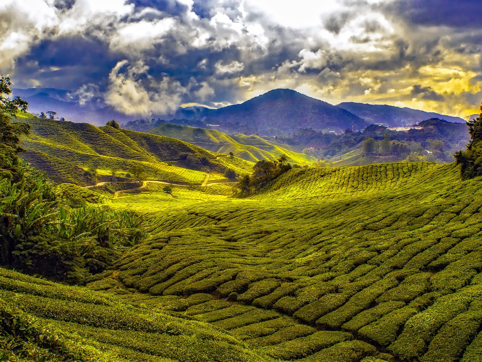 cameron higlands tour malesia