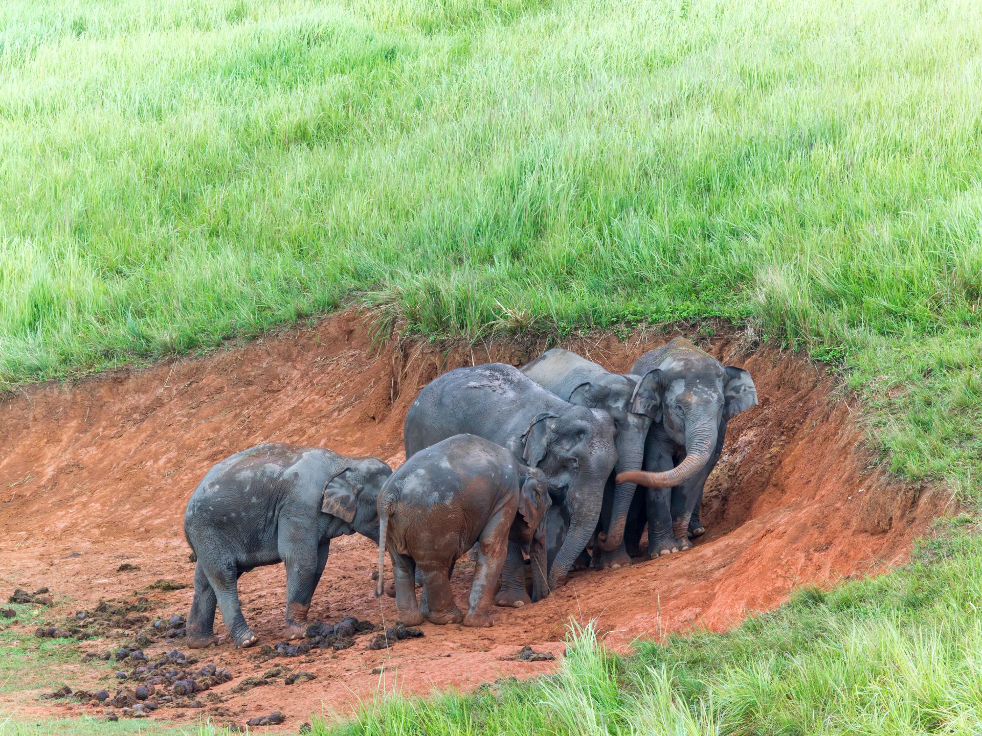 khao yai national park