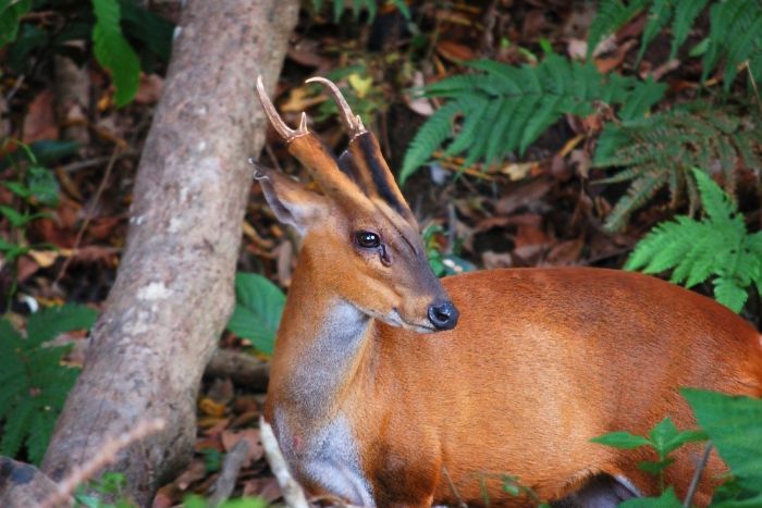 khao yai national park