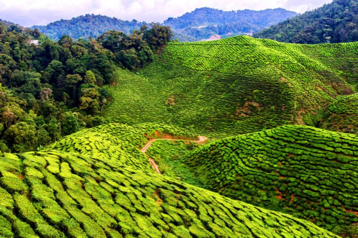 cameron highlands (1)