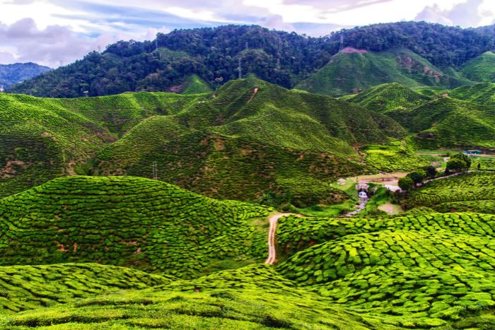 cameron highlands (2)