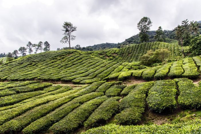 cameron highlands (3)