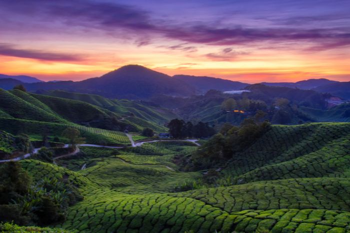 cameron highlands (6)