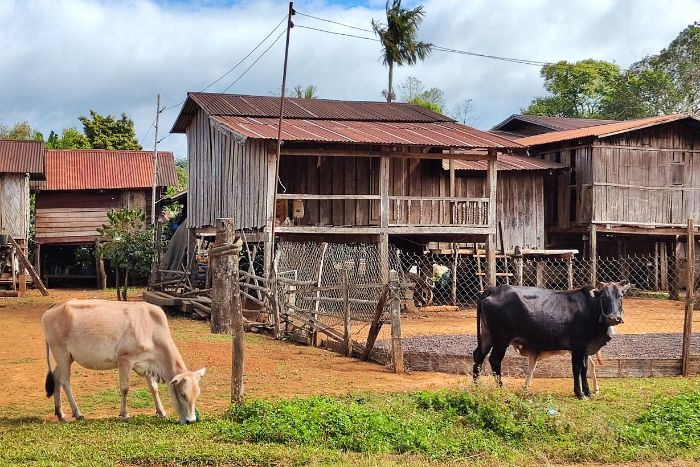 bolaven plateau laos
