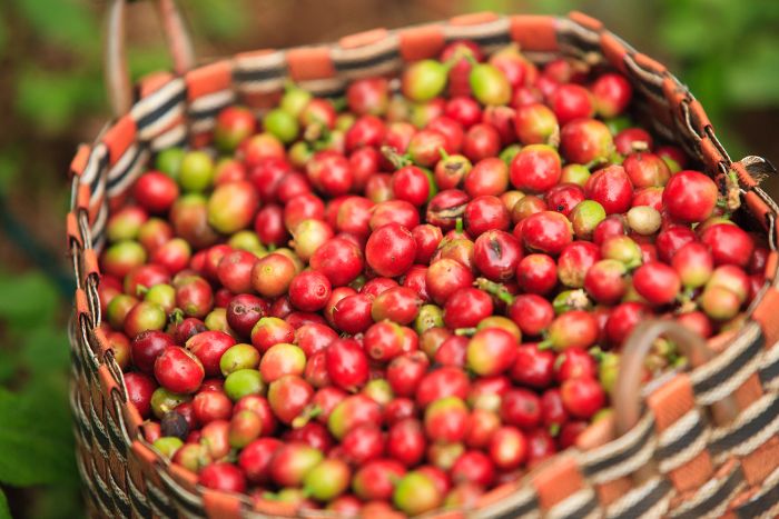 bolaven plateau laos