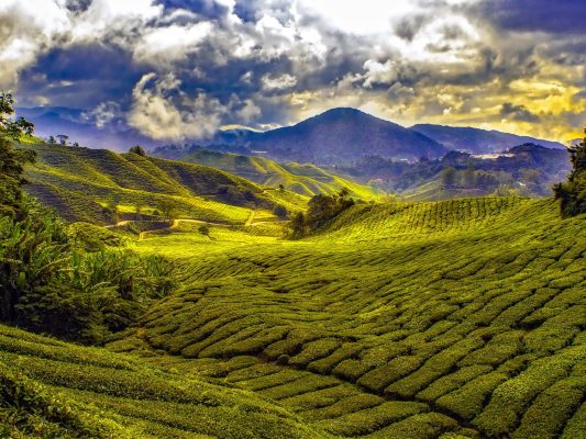 cameron higlands tour malesia