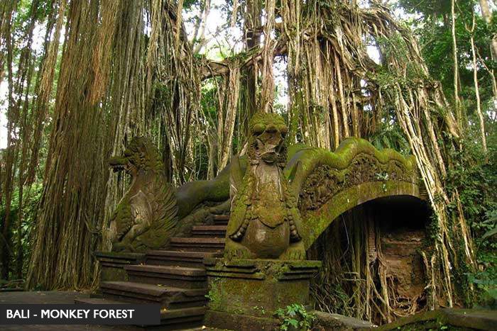 monkey-forest