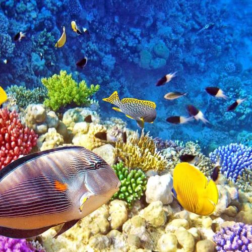 Raja Ampat Immersioni