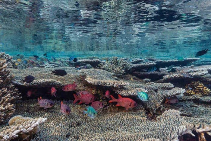 snorkeling-komodo