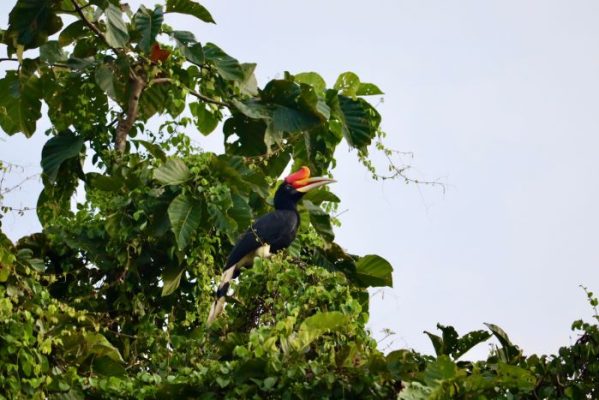 tour borneo malesia