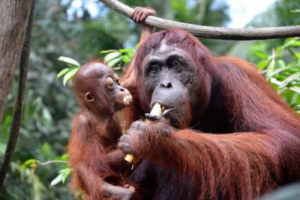 tour malesia borneo